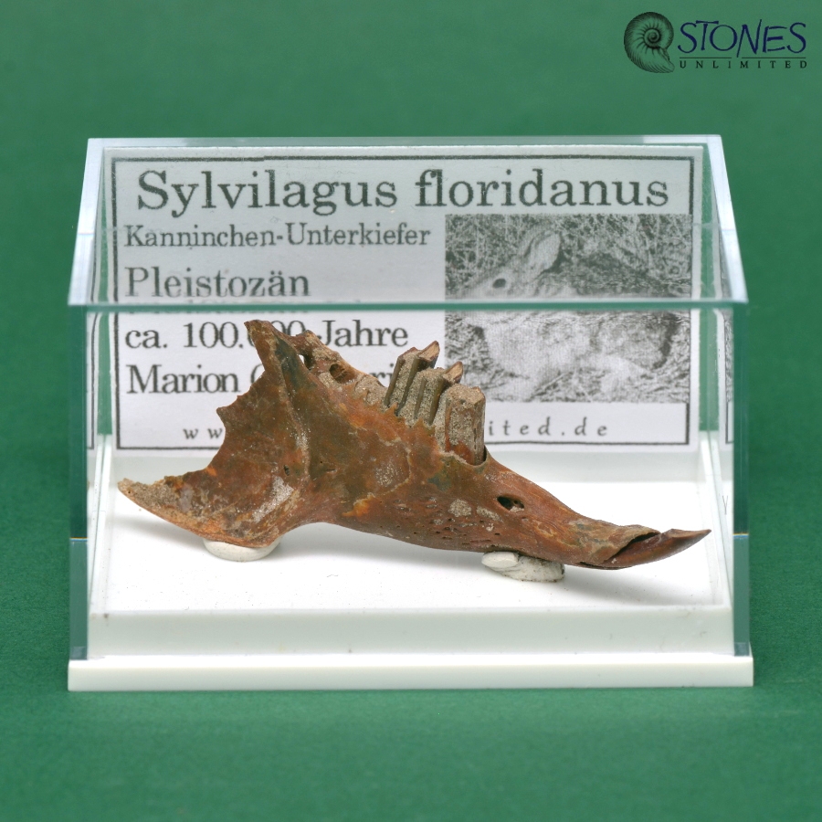 Sylvilagus floridanus