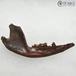 Didelphis virginiana | Fossil Oppossum jaw