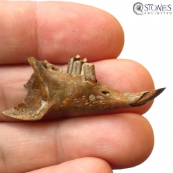 Sylvilagus floridanus | Fossil lower jaw of a rabbit