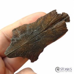 Fossiles Fragment eines Hechtschädels