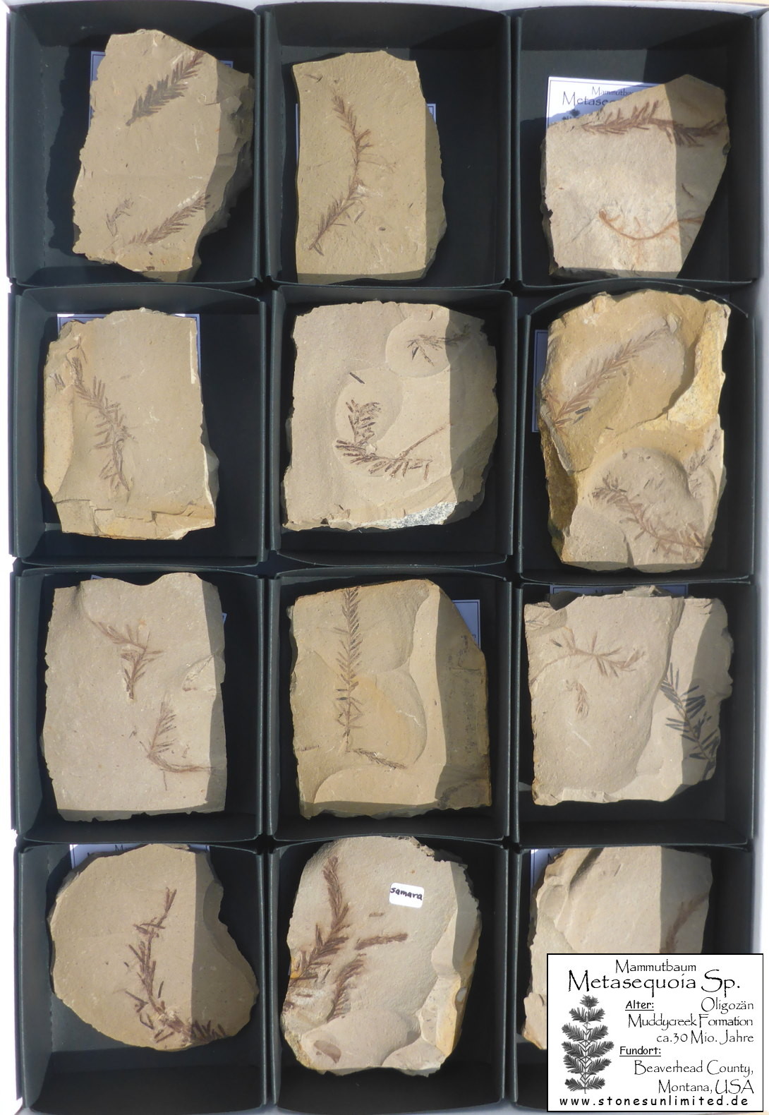 Fossile Araukarienzweige, USA